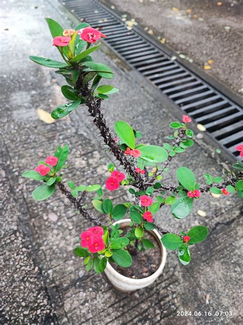 擋煞 植物|專家推薦：最強擋煞植物